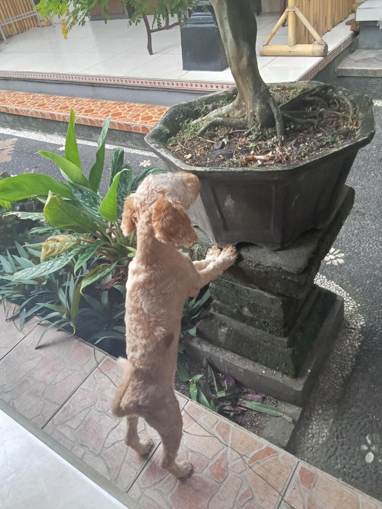 デウィ アンタラ ホームステイ ウブド 部屋 写真